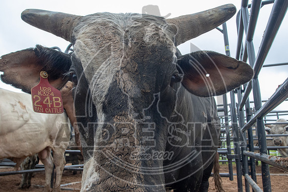 CASSVIILLE_05_11_2019_389_1