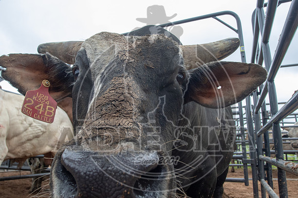 CASSVIILLE_05_11_2019_390_1