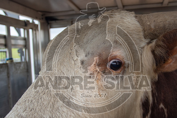 CASSVIILLE_05_11_2019_396_1
