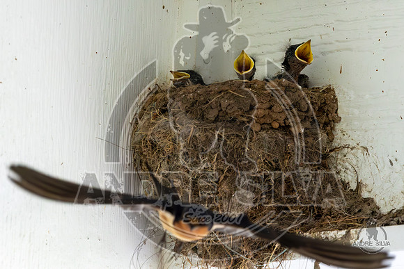 2025_June_07_Birds_027