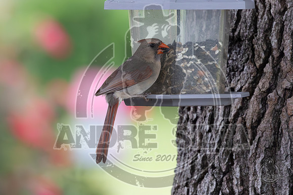 2025_June_07_Birds_004