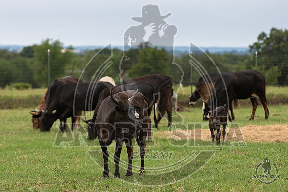 2020_May_23_ABBI_375