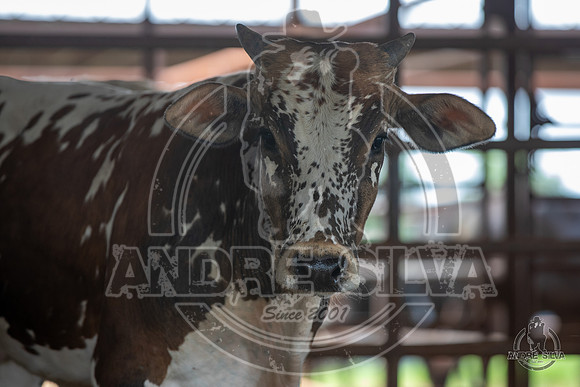 2020_May_23_ABBI_410