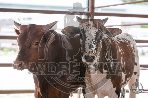 2020_May_23_ABBI_379