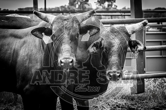 2020_May_23_ABBI_359