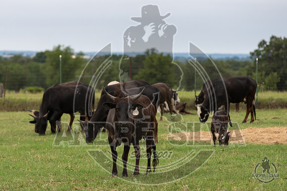 2020_May_23_ABBI_378