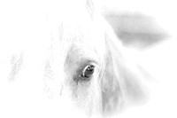 2020_July_25_PatyCowgirl_003