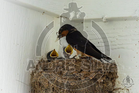 2025_June_07_Birds_029