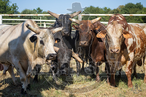 2020_Aug_08_Bridgeport_TX_017