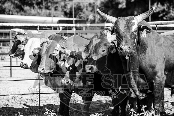 2020_Aug_08_Bridgeport_TX_019