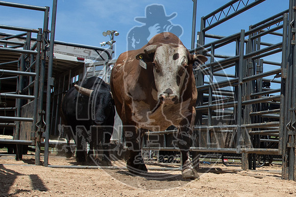 2021_May_08_PBR_Cassvile_TX_028