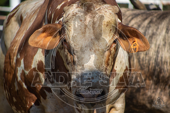 2020_Aug_08_Bridgeport_TX_012
