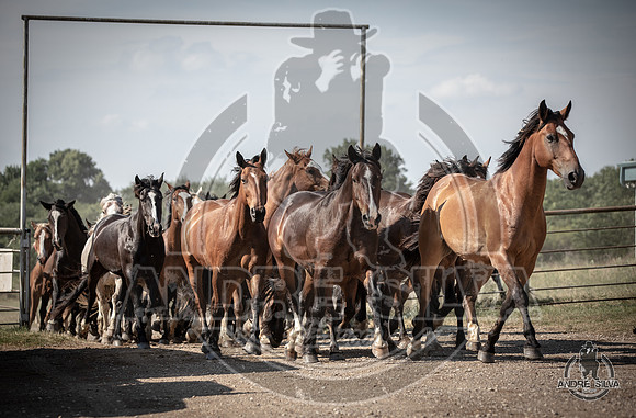 06_14_19_Cleburne__236_Silva