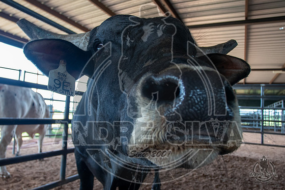 2020_July_18_ABBI_029