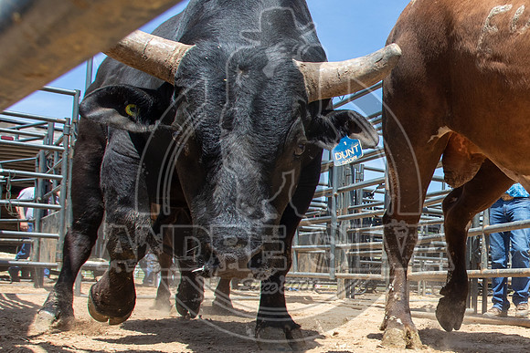 2021_May_08_PBR_Cassvile_TX_031