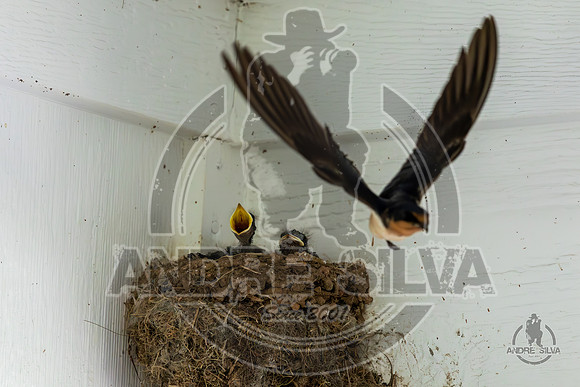 2025_June_07_Birds_025