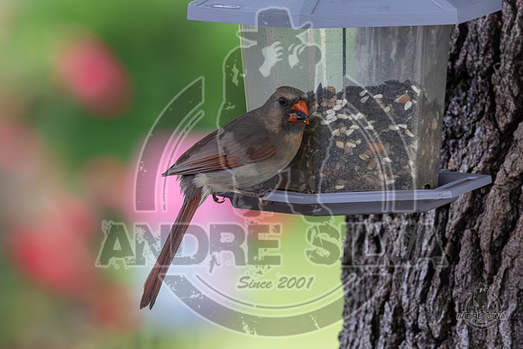 2025_June_07_Birds_003