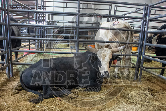 2021_Jan_01_ABBI_017