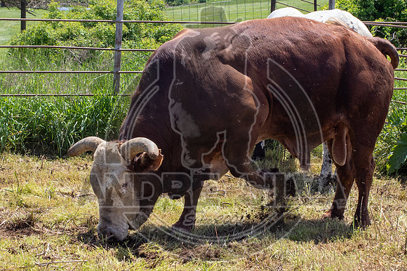 2021_May_08_PBR_Cassvile_TX_025