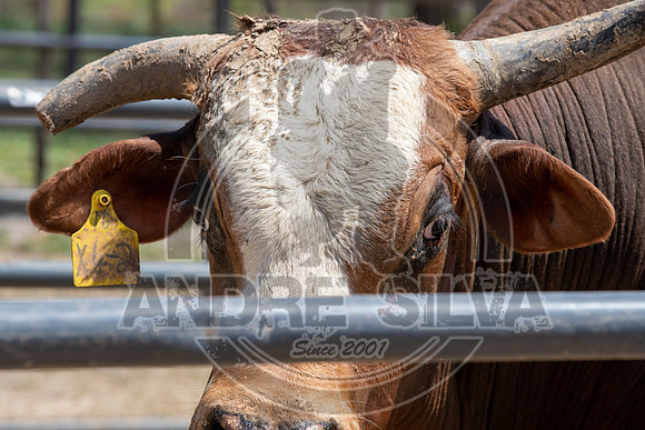 2020_Aug_29_ABBI_008