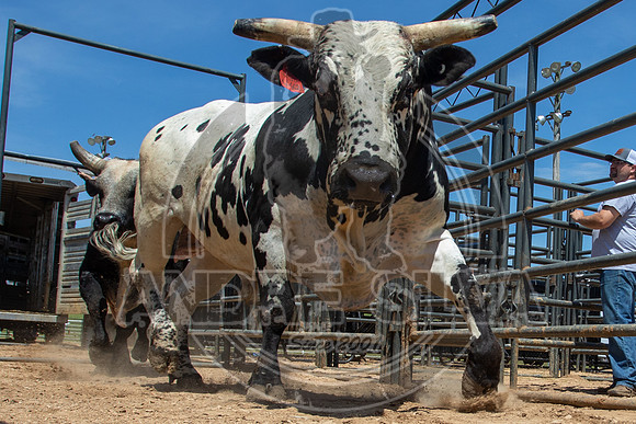 2021_May_08_PBR_Cassvile_TX_023