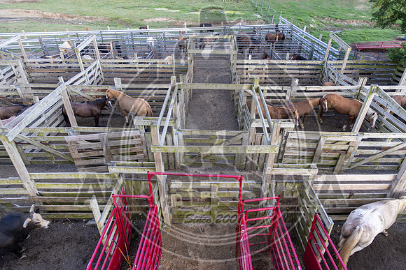 2025_August_02_Cowtown_Rodeo_422