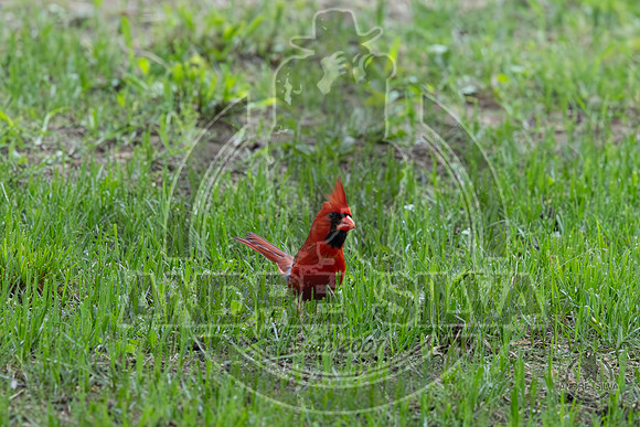 2025_June_07_Birds_006
