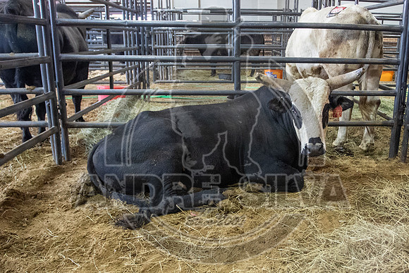 2021_Jan_01_ABBI_018