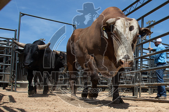 2021_May_08_PBR_Cassvile_TX_030
