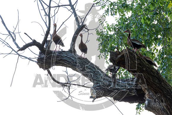 2025_June_07_Birds_012