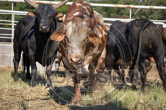 2020_Aug_08_Bridgeport_TX_016