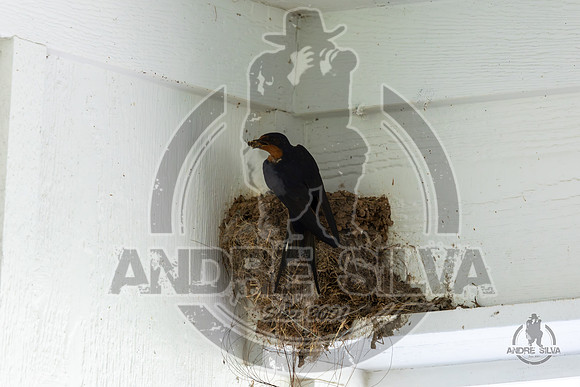 2025_June_07_Birds_013