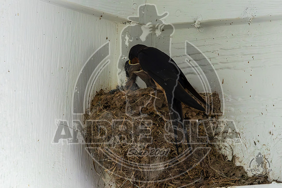 2025_June_07_Birds_024