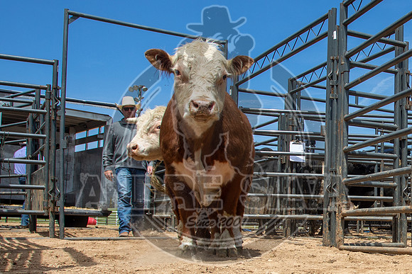 2021_May_08_PBR_Cassvile_TX_042