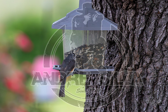 2025_June_07_Birds_001