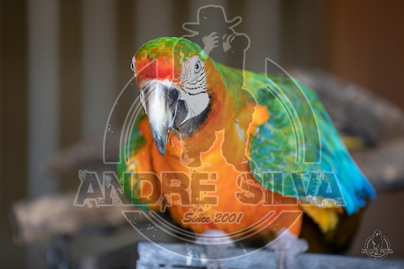 AS5_9893