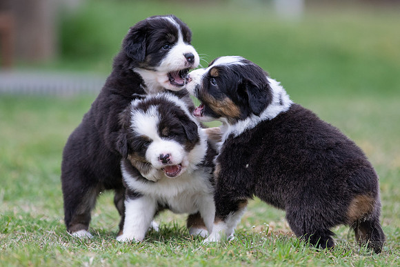 AS5_6398