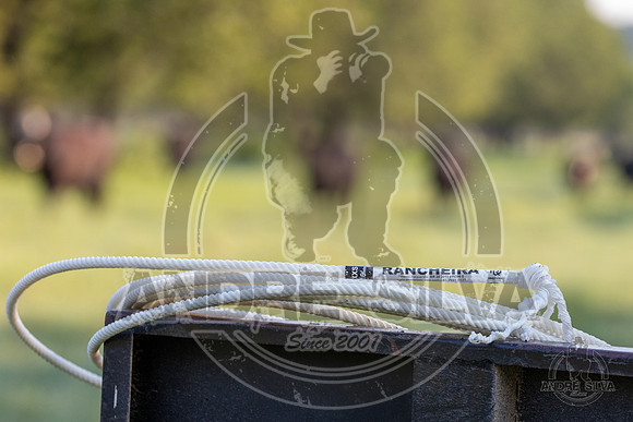 2021_Jun_18_Jeff_Cows_009