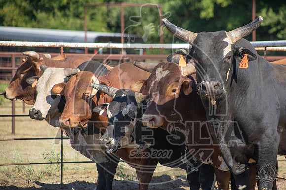 2020_Aug_08_Bridgeport_TX_018