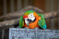 AS5_9902