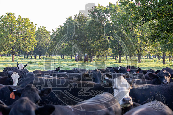 2021_Jun_18_Jeff_Cows_017