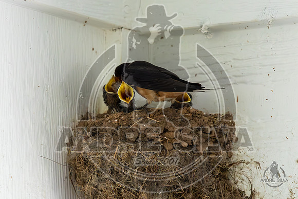 2025_June_07_Birds_026