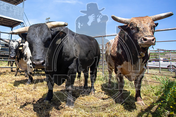 2021_May_08_PBR_Cassvile_TX_026