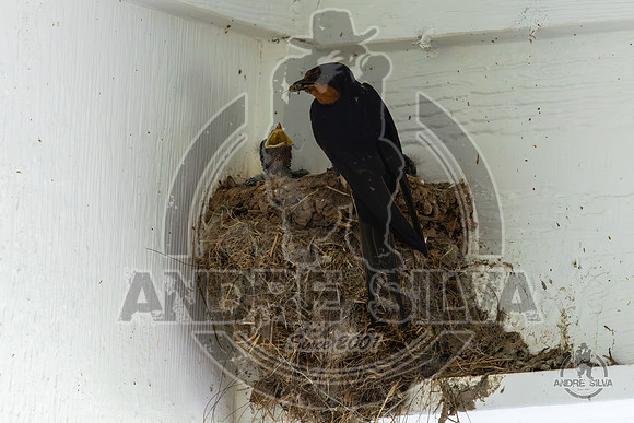 2025_June_07_Birds_023