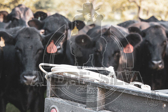 2021_Jun_18_Jeff_Cows_014