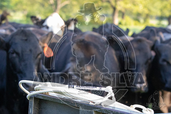 2021_Jun_18_Jeff_Cows_010