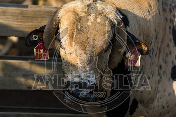 2025_August_02_Cowtown_Rodeo_045