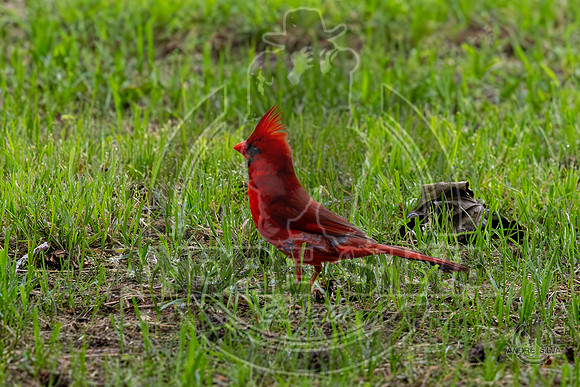 2025_June_07_Birds_002