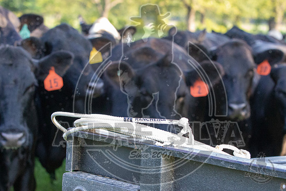 2021_Jun_18_Jeff_Cows_011