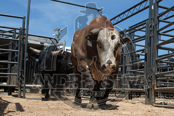2021_May_08_PBR_Cassvile_TX_029